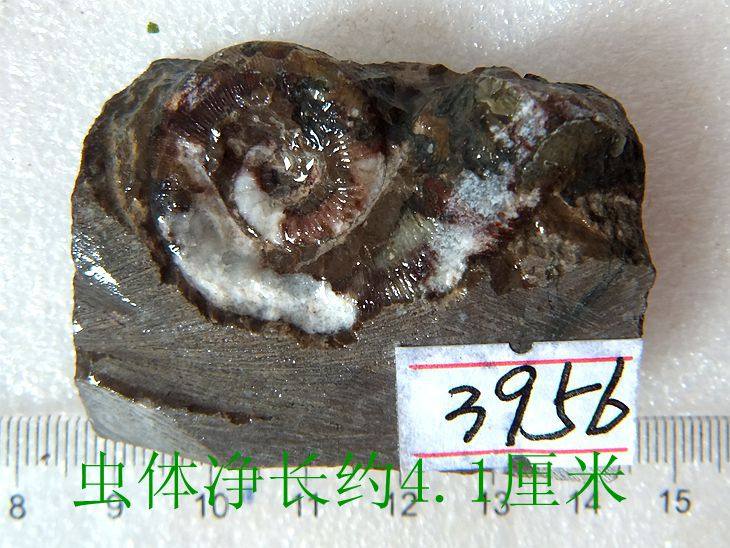 远古天然喇叭角石化石摆件动物石材招财复古古生物科普标本9999