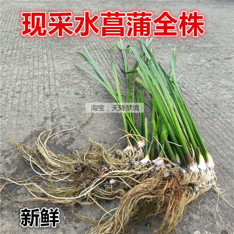 现挖水菖蒲根1500克臭蒲根端午菖蒲全株泥菖蒲新鲜水菖蒲根包邮 - 实物图