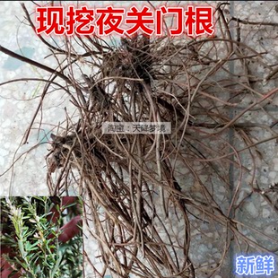 新鲜夜关门截叶铁扫帚绢毛胡枝子500克夜关门全株 夜关门根包邮