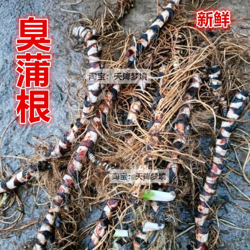 现挖新鲜水菖蒲根 臭蒲根 白菖蒲整株 药材 叶子 水菖蒲全株 鲜根 - 封面