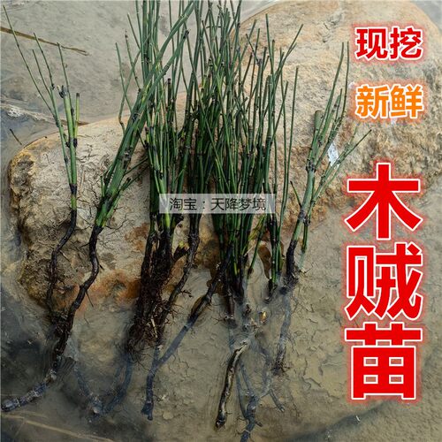 现挖节节草苗庭院盆栽绿植木贼苗