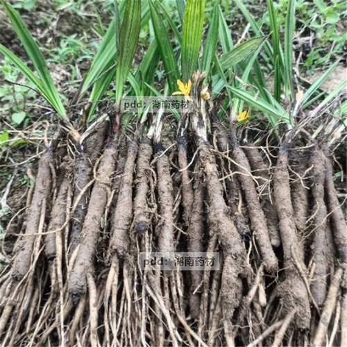 现挖小叶仙茅草独茅根苗