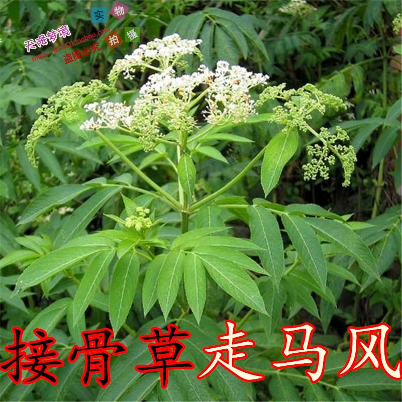 野生新鲜接骨草走马风六耳苓大臭草陆英蒴藋赤子陆英全株一斤包邮