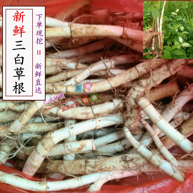 现挖新鲜三白草根 水木通三白根白莲藕三白草全株三白草鲜货500克