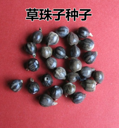 新采草珠子种子 薏米种子 草菩提子种子 串手链门帘佛珠