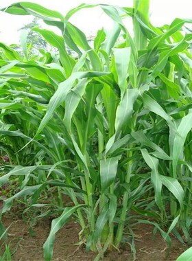 台湾甜象草种子多年生牧草种子皇竹草四季常青高产猪牛羊鱼草种籽