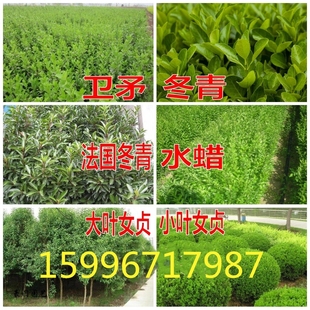新采小叶女贞种子 小叶冬青种子 小白蜡楝青种子 小叶水蜡树种子