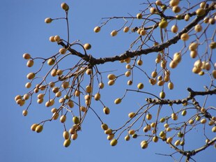 新采苦楝树种子 苦楝种子 楝树种子 紫花树种子 楝枣种子 苦楝子