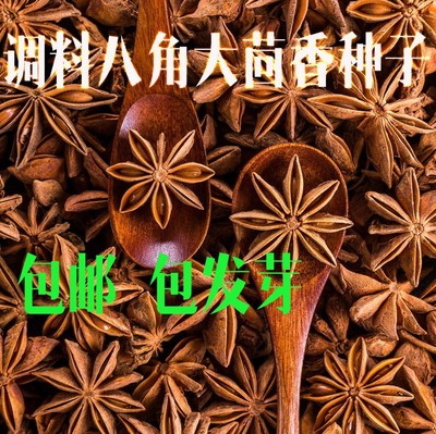 散装大茴香种子大料大红八角茴香八角珠八角香八角树八角种子包邮