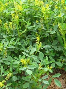 黄花苜蓿草木犀多年生牧草种子南北方柱花草营养高猪牛羊鸡鸭草籽