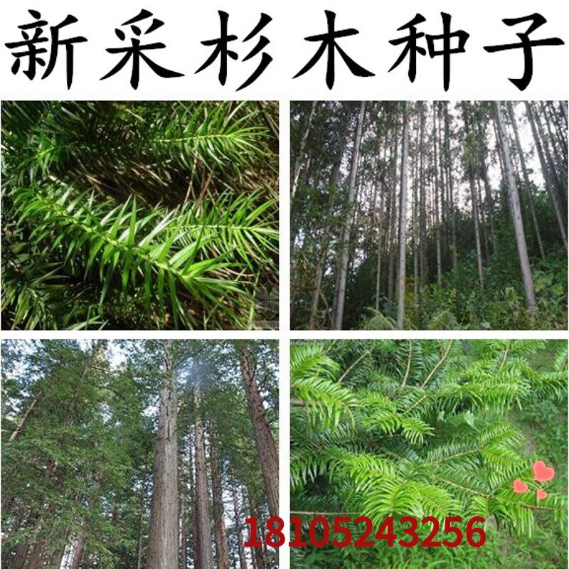 新采速生杉木种子 刺杉种子 沙树杉树水杉柳杉冷杉落羽杉油杉种子