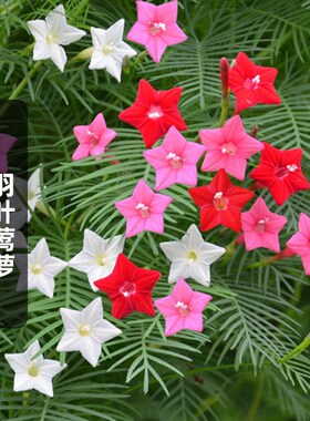 羽叶莺萝种子密萝松五角星花种籽长花期爬藤攀附花卉春播夏开花