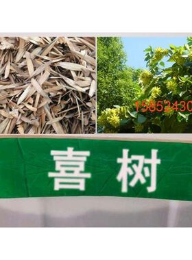 新采 喜树种子 旱莲子 千张树 绿化行道林木苗木树种子 量大优惠