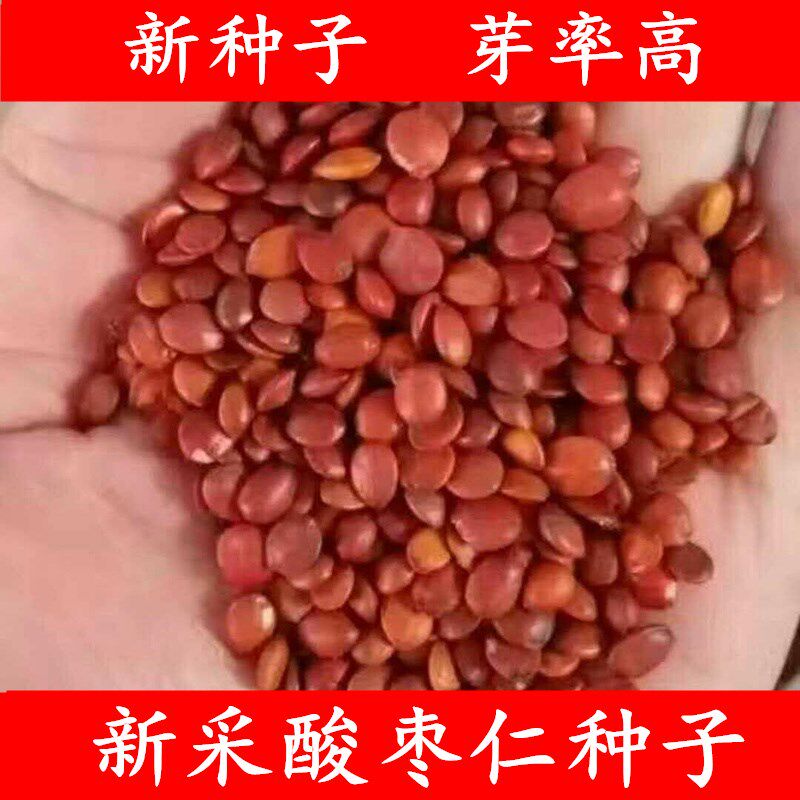 新采酸枣种子净籽南酸枣仁种子 酸枣核种子 枣子种子 枣树种籽