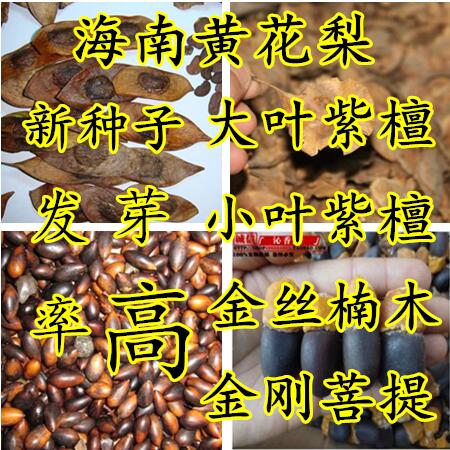 正宗海南黄花梨种子 印度紫檀小叶紫檀树种子 金丝楠木沉香木种子