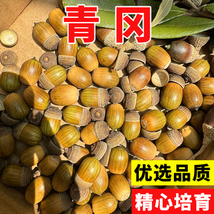 新采青冈栎种子 青冈树种子 紫心木种子 气象树种子 槲栎种子
