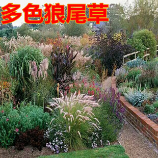 狗尾巴草种子 猫尾草种子 护坡观赏紫穗羽绒长毛兔尾狼尾草种子