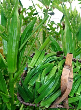 黄秋葵种籽四季播高产非转基因红秋葵种子水果蔬菜种孑子阳台盆栽