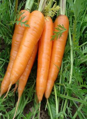 散装胡萝卜种子 黄萝卜种子 非转基因番萝卜种子 红胡萝卜种子