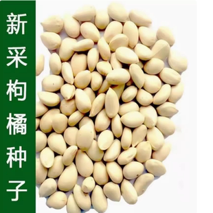 新采枸橘种子枳壳种子香橙红橘种子柑橘马甲子嫁接砧木带刺篱笆墙