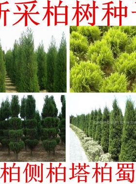 柏树种子 塔柏侧柏桧柏龙柏种子 墓地松柏种子 圆柏洒金柏种子籽
