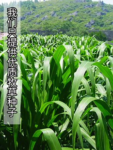 杂交高丹王草种籽四季高产牧草种子苏丹草畜牧养殖草种牛羊猪鱼草
