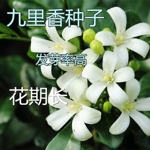 林木种子九里香种子 九树香万里香 千只眼 石辣椒 九秋香种籽包邮