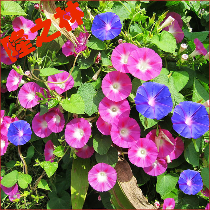 爬藤植物庭院牵牛花种子
