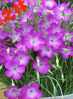 麦仙翁种子四季播种易活开花不断室外庭院死不了的太阳花盆栽室内