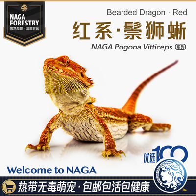 特色爬宠懒人易养温顺可爱的异类