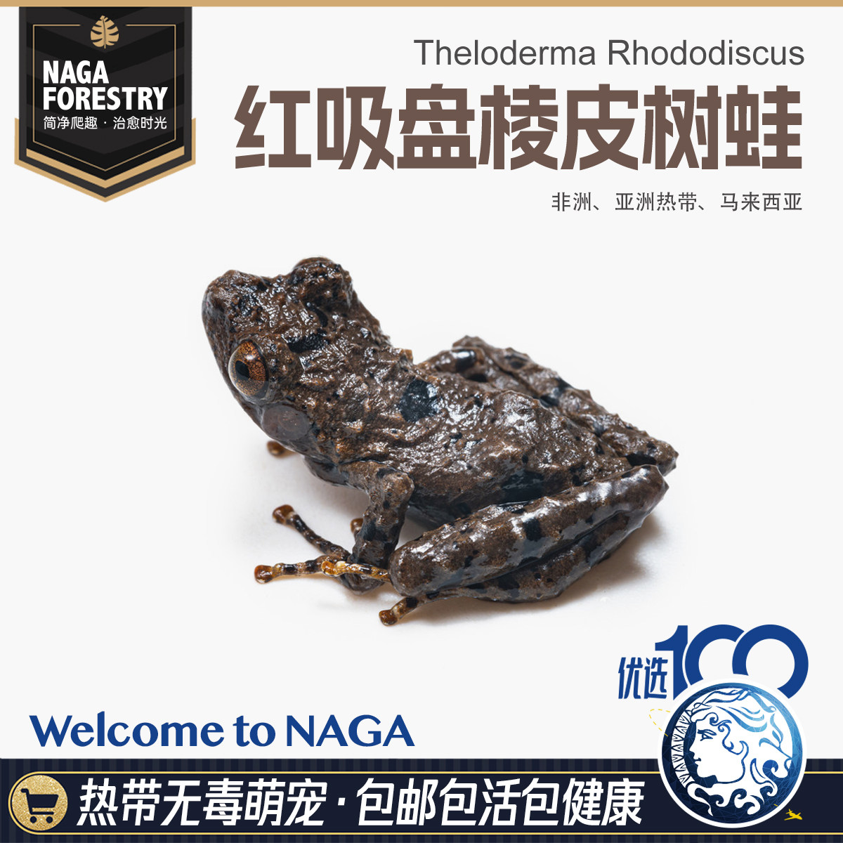 精品红吸盘棱皮人工繁育爆款可爱微造景观特色雨林爬宠包邮