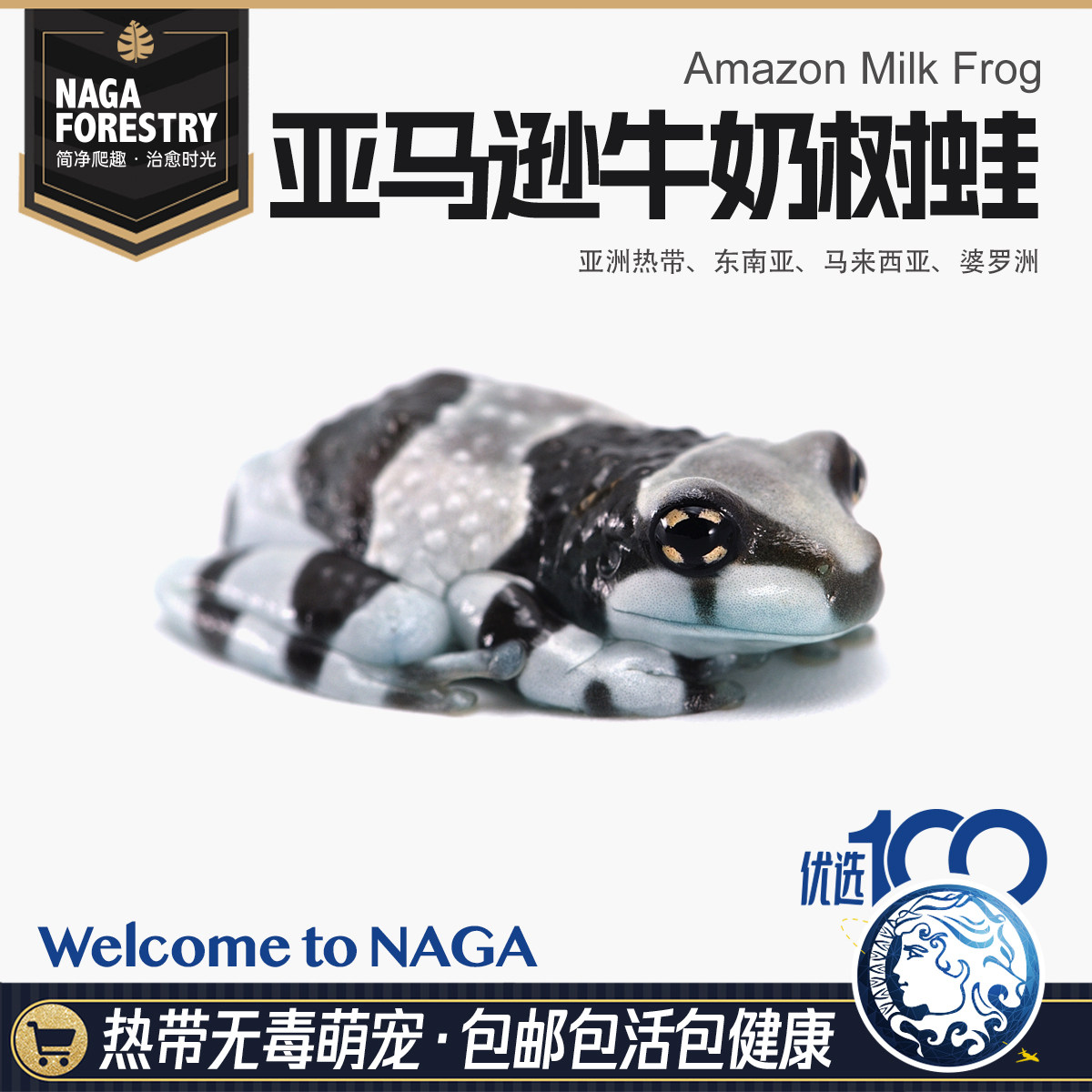 南美亚马逊秘境牛奶人工自繁育爆款微造景观热带特色雨林爬宠包邮