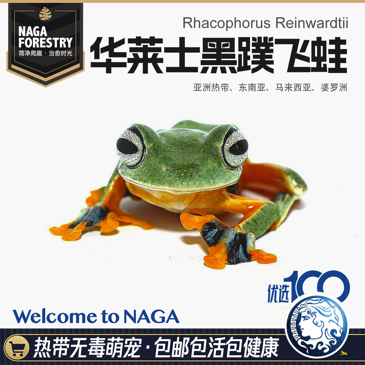 精选华莱士黑蹼人工自繁育爆款微造景观特色雨林爬宠可爱漂亮包邮