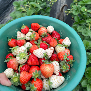 五蕴家新鲜草莓香甜现摘现发 奶油草莓红白草莓多品种混搭 礼盒装