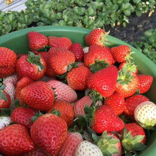 五蕴草莓 越王白露冰糖心红玉香野盐莓等品种混搭草莓1500g 3斤