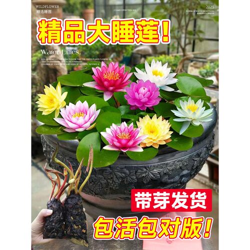 睡莲水培植物带花苞多季开花池塘荷花藕种盆栽水养水莲花根块种子