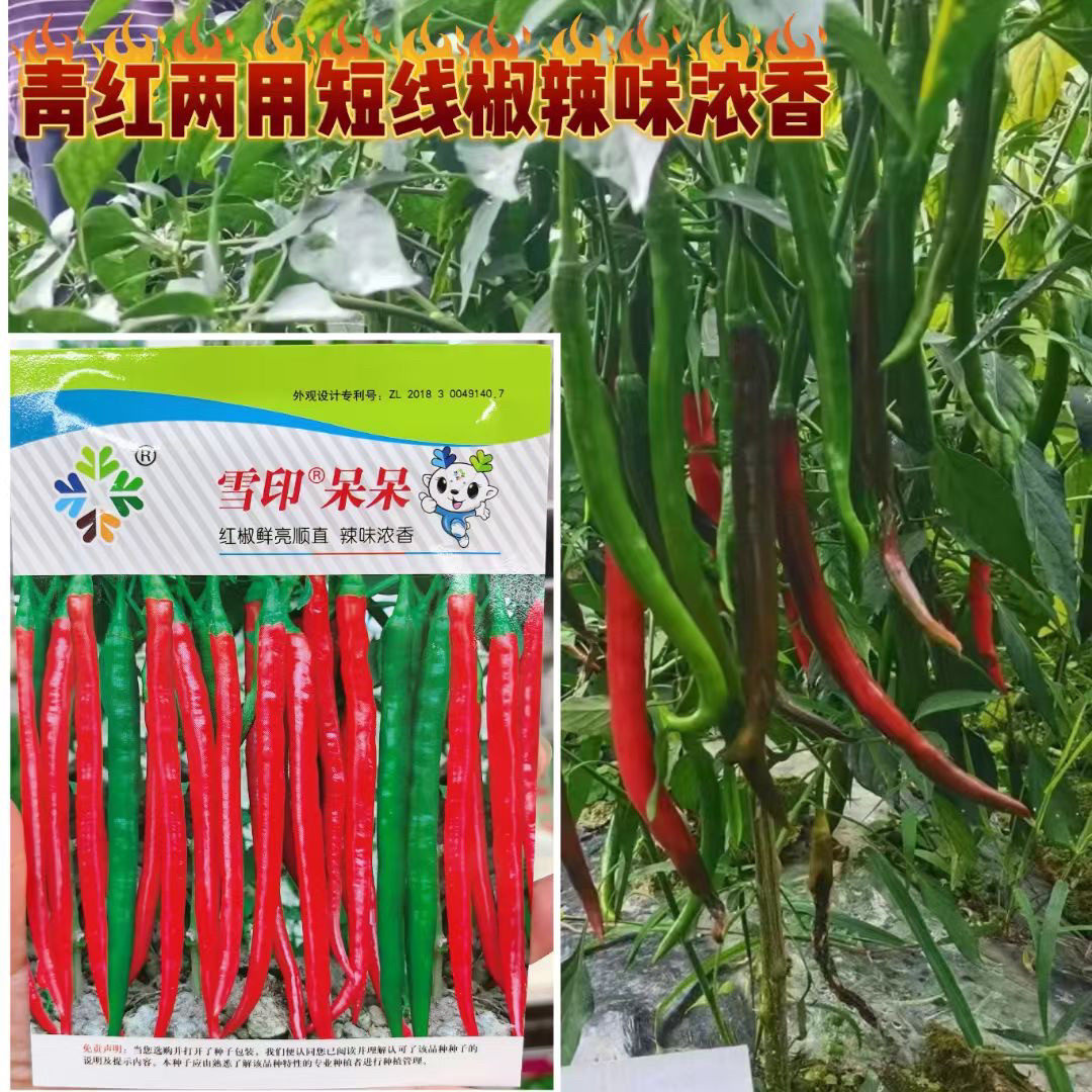 青红短线椒种子杭椒种子辣味浓香高产皮薄肉厚耐贮运抗病蔬菜种子,农用物资,蔬菜种子/种苗,淘宝优惠券,粉丝福利购,淘宝优惠卷