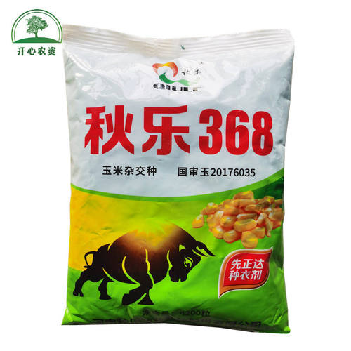 秋乐368玉米种子国审抗倒矮杆大棒4200粒/袋大田玉米种籽