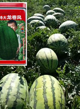 高产A级西瓜种子早熟高产水果种籽抗病耐热抗重茬新品种孑