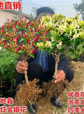 金银花树苗四季药用爬藤老桩红色盆栽盆景种植开花可食用花苗
