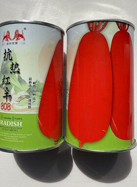 萝卜种子果皮红色肉白色质脆多汁不糠心红萝卜