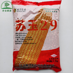 苏玉29玉米种子国审大田玉米种籽高产大棒抗倒玉米杂交种
