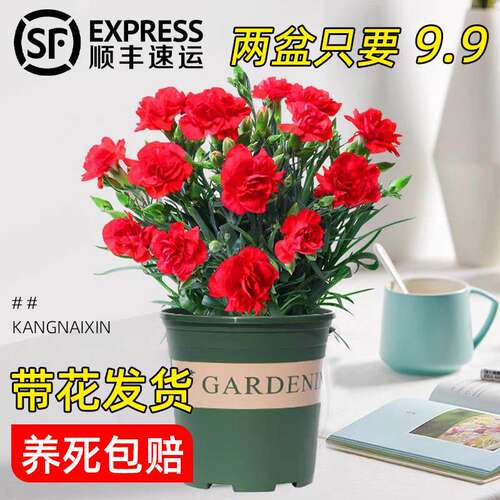 康乃馨鲜花大盆栽带花苞年宵花客厅摆件花卉室内绿植四季开花植物