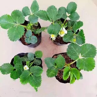 四季奶油草莓苗带土穴盘苗当年结果新鲜草莓秧苗阳台种植结果天使