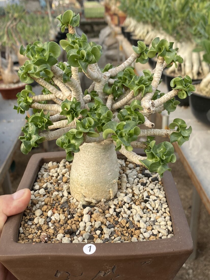 卡汗羊角沙玫 泰国进口 小型卷叶沙漠玫瑰