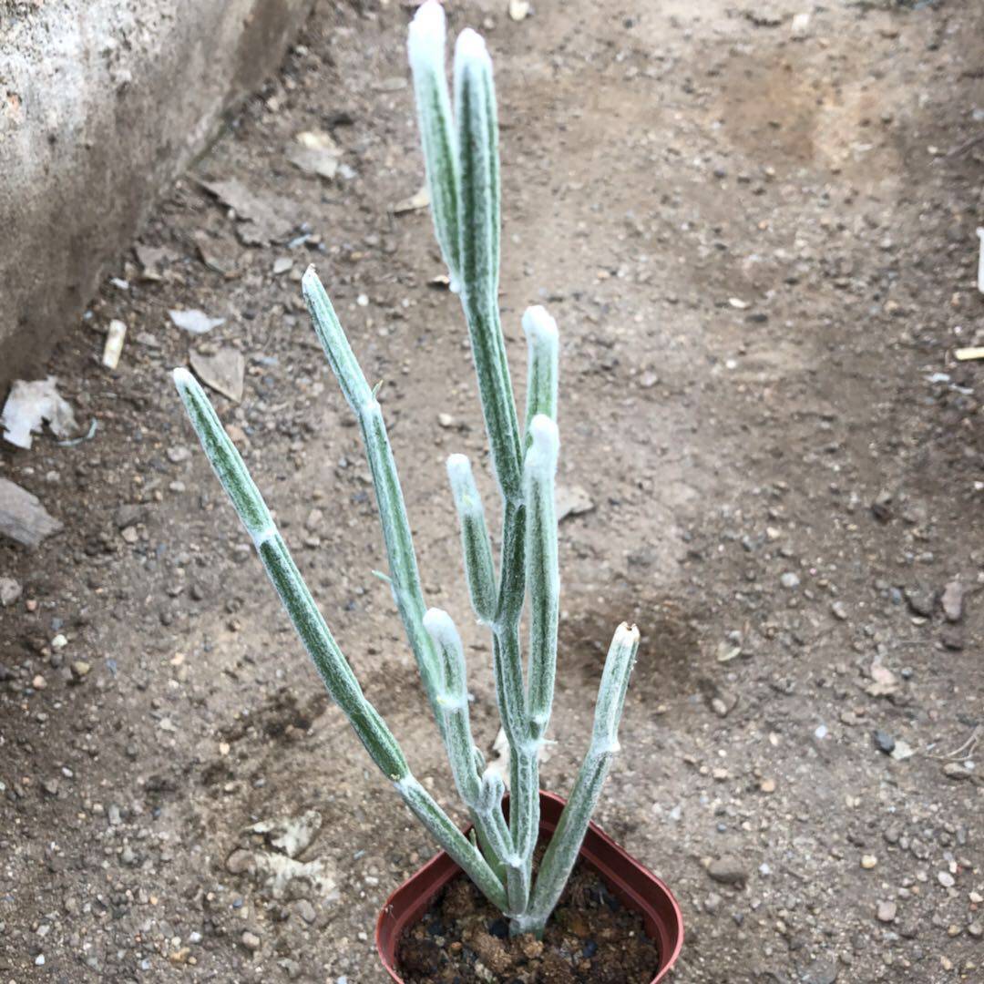 棉花糖多肉植物 无刺仙人柱marshmallow; spun sugar濒危稀有品种