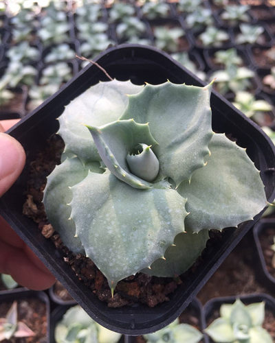 防辐射龙舌兰科多肉植物
