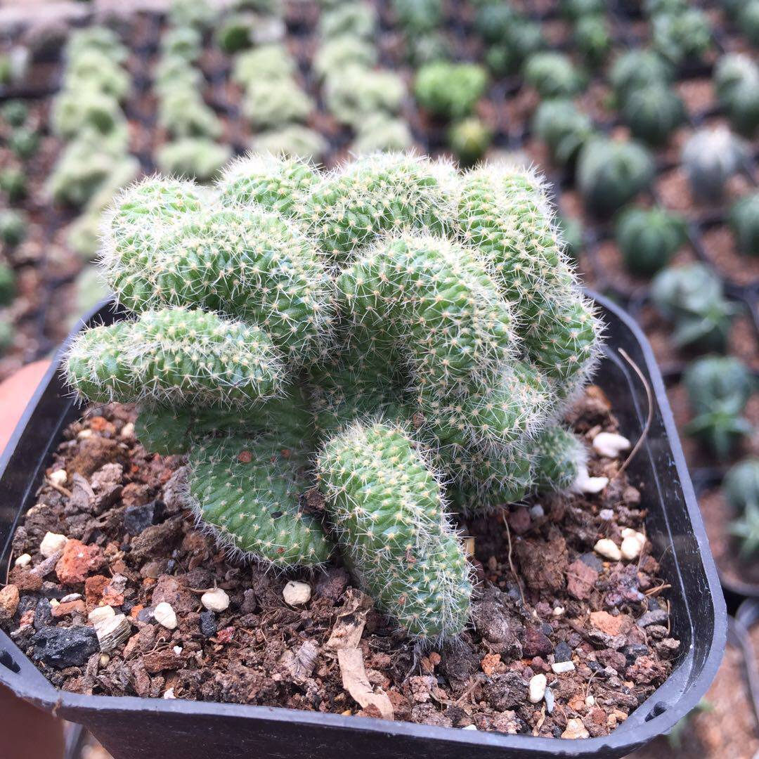 白檀缀化仙人球echinopsis tubiflora白马缀化原产于墨西哥品种