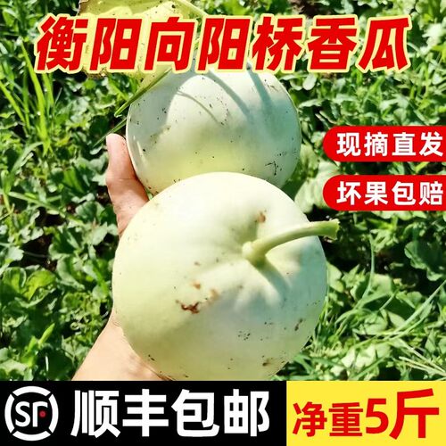衡阳向阳桥本地香瓜甜瓜露天种植香甜脆现摘现发5斤装
