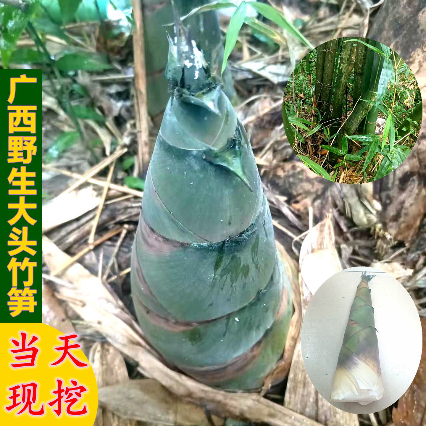 广西正宗现挖新鲜野生干竹笋带壳大头竹笋干可晒干腌制酸笋